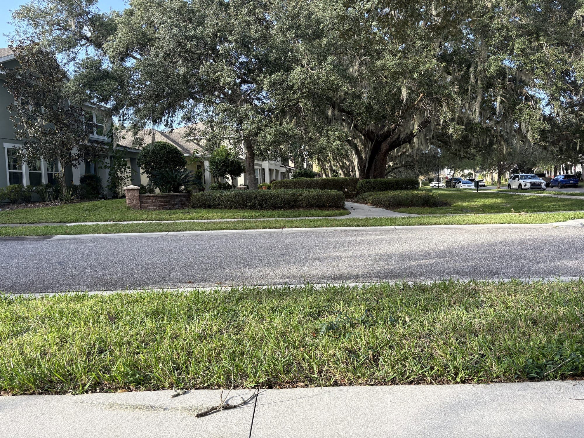 The view from the bench: grass, a quiet street, and a huge live oak in front of houses on the far side.