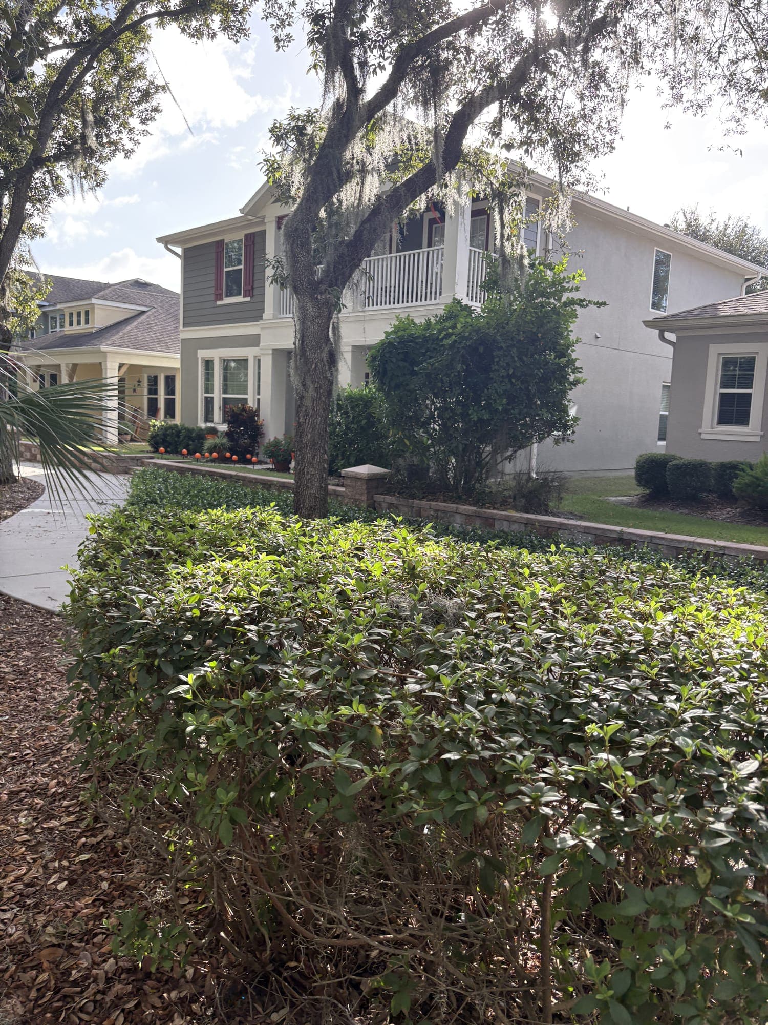 A low hedge beside the bench and houses behind it.