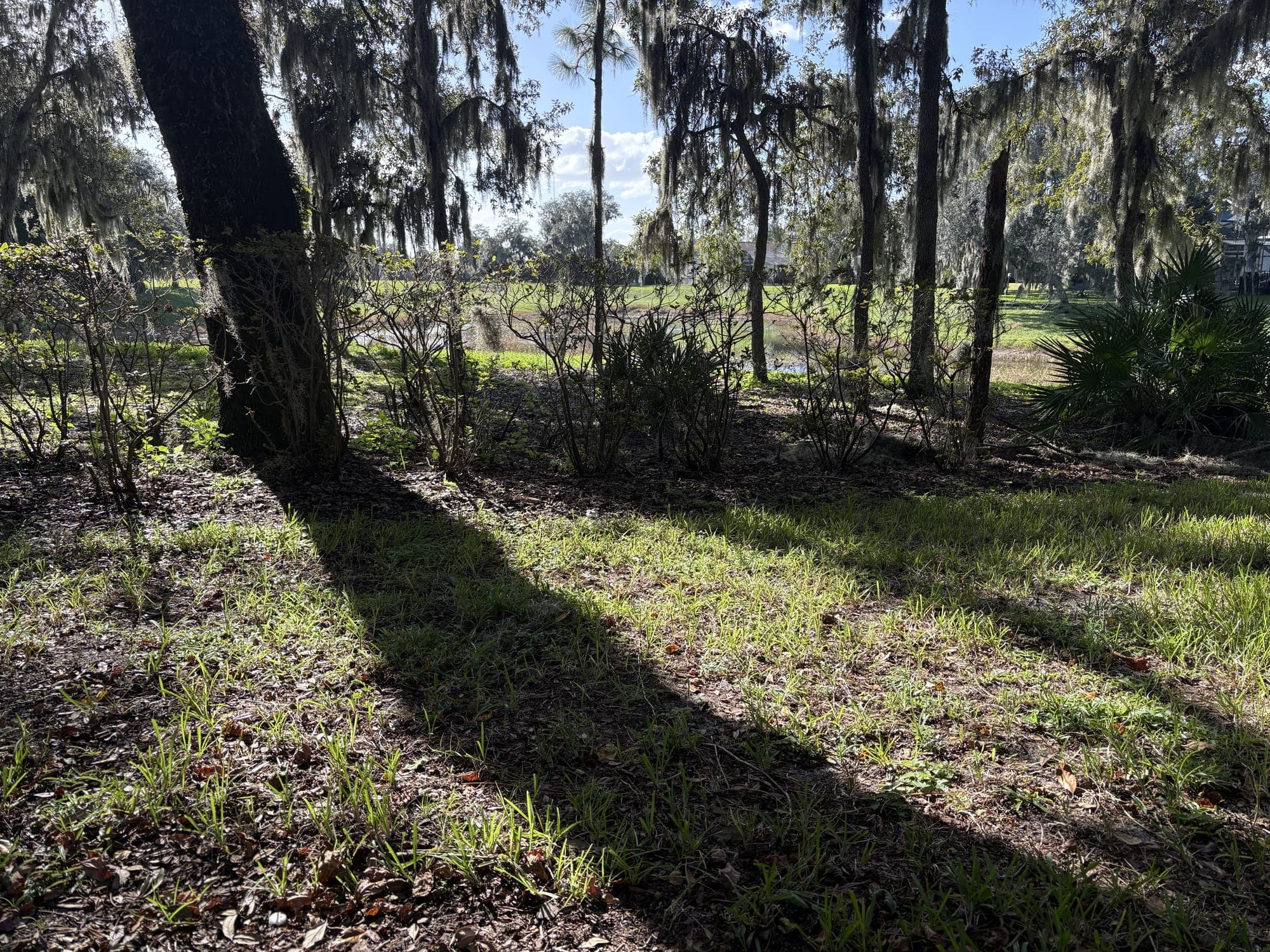 The view from the bench: mossy oaks and shrubs, with a pond and a lawn showing between the trunks.