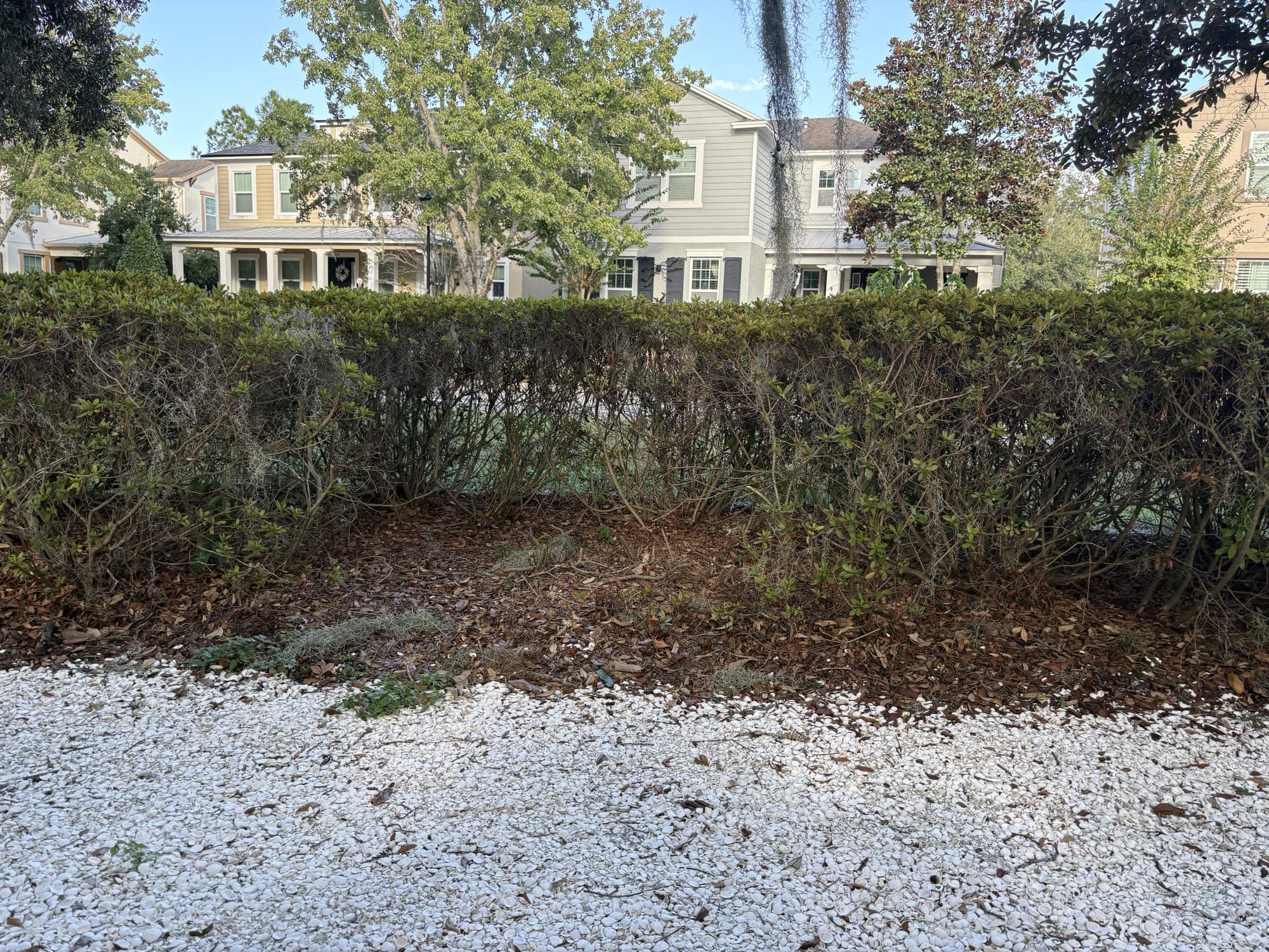 The view from the bench: the shell path and a low hedge, with a house beyond.