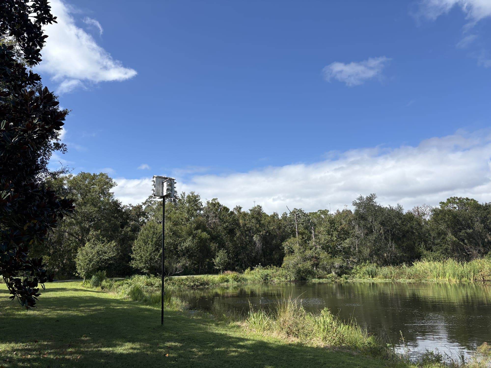 The view from the bench: a lawn down to a calm pond, reeds, and thick woods across the water.