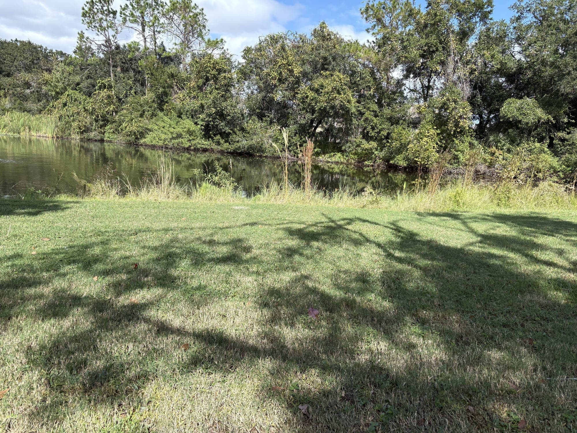 The pond further along, still water under the trees.